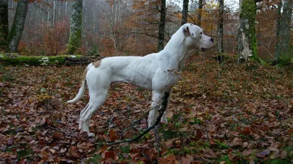 Bjurling's Porch Monkey