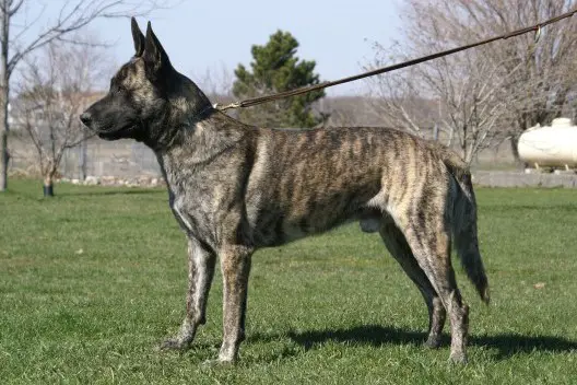 UKC ROM-XX CH Cher Car’s It’s My Perogative