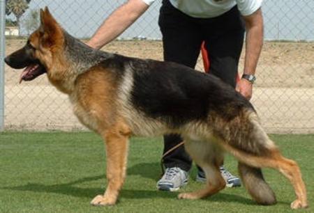 VP Xanto vom Elizabeth Klause