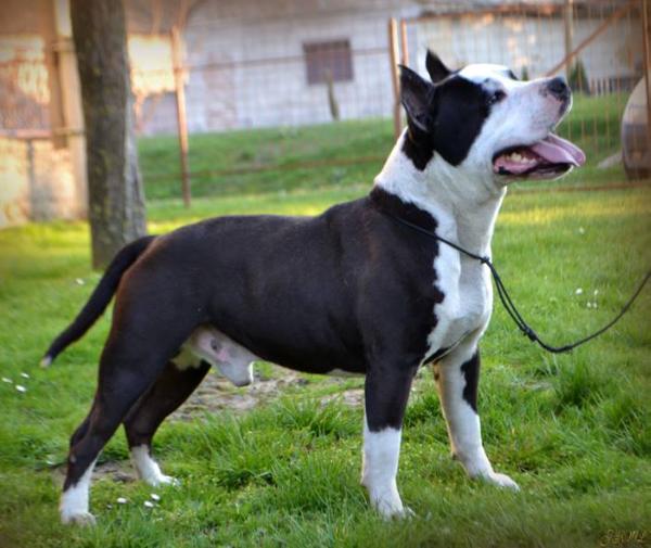 Paloma bel from russian with love lord