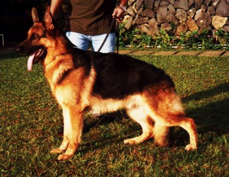 SG Leo von der Urbecke