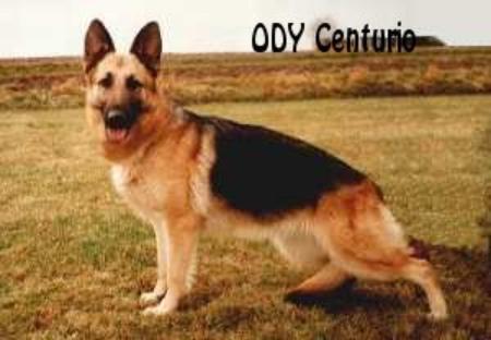 V (PL) Ody Centurio