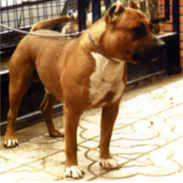 Cock 'N' Bull's International Blue