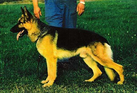 SG Albert von Maventelina