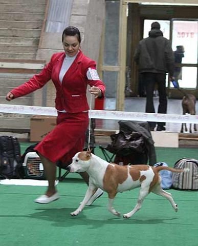 GRCH RUS, CW Serenada s Zelenogo Goroda