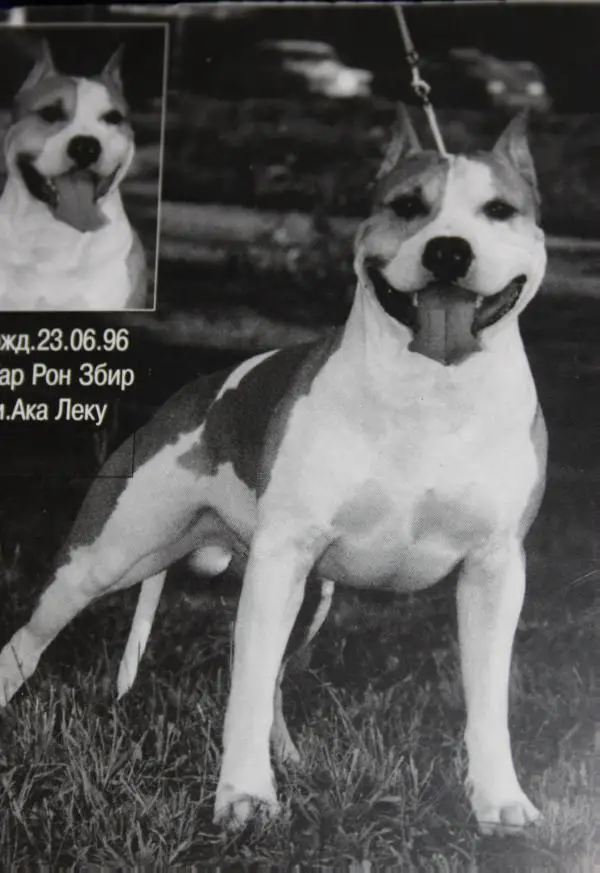 CH RUS Matthew ot Bemidzhi