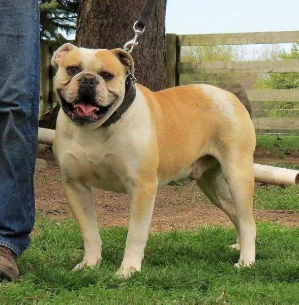 Tight'N'Tuff's Bosley of OVB