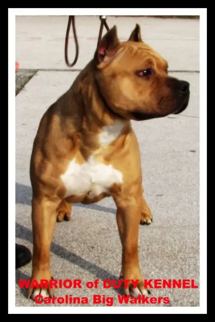 CH.MKD Carolina Big Walkers