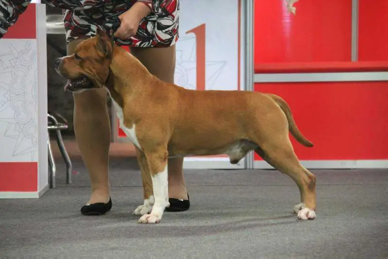 CH Vaca Valley’s Cupids Cowboy for TukVul