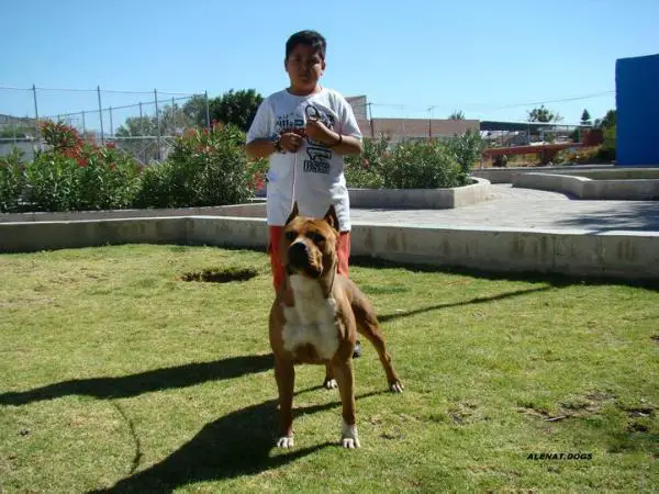 Infinity Tonka (Rovelo), Mex, FCI.