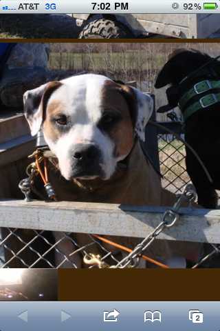 Inman's Crown Royal of Blocky Bulldogs