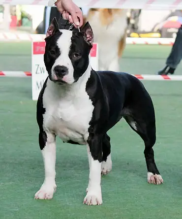 INT CH, Multi CH NEMI Long Step