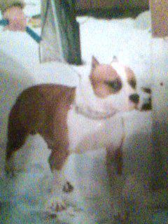 Rockwood's Buster Buddy