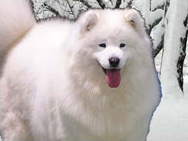 Olga Di Casa Micocci