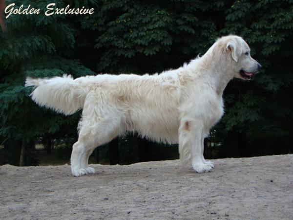 INT.CH, MULT CH Altair Sten Estrella Blanka