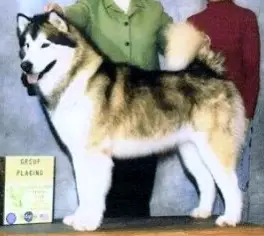 CH Articthunder's Ti Teddy