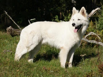 Dreamworks Teo Torriatte