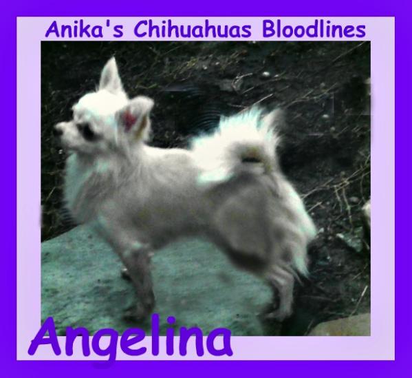 Anika's Royal Mystic Angelina-L