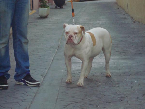 Starbulldog Massi Of Massimo
