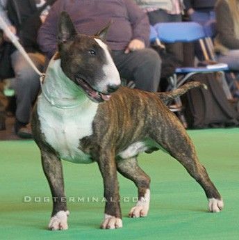 Megavilles Sardonicus