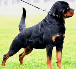 MULTI  V1/V2 BOB CH Ix Flash Rouse