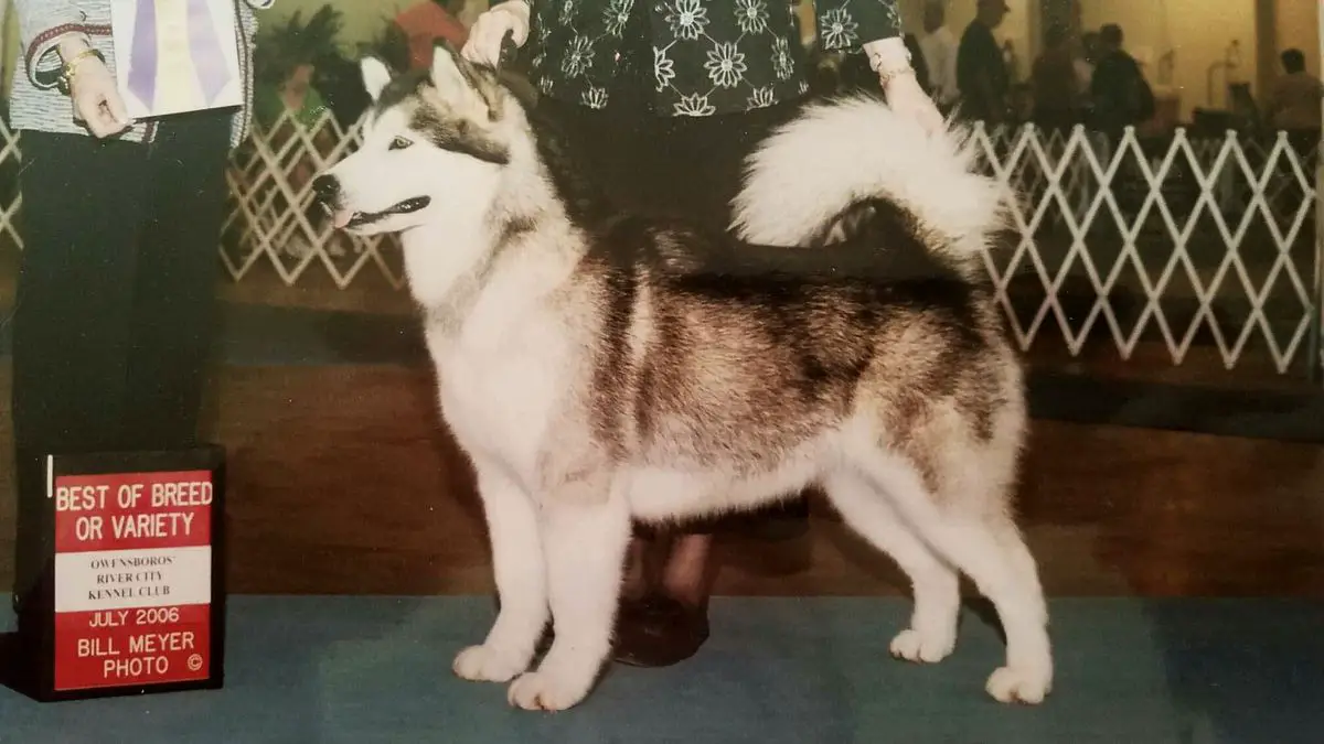 Alaskan Klee Kai kennel «SONG OF ICE»