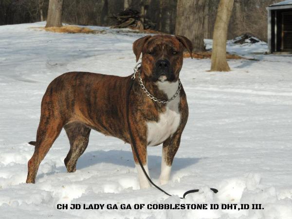 CH J D's Lady GaGa of Cobblestone