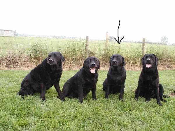 Whisper vd Romi`s Hoeve