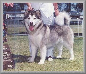 CH Paw-Wak's Southern Belle