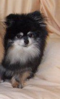 TLC Lovely Tracy