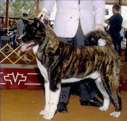 AKC CH Miisan's Enter The Dragon