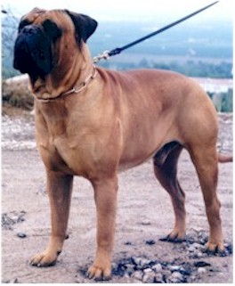 Gordon del Bullrottcan