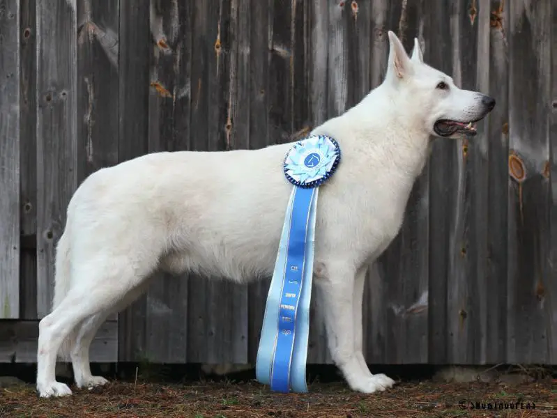 C.I.B MULTI CH MULTI WINNER Iron de Conquistadores del Azahar