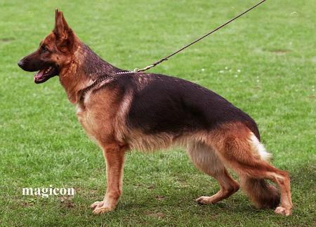 V Janara vom St.-Michaels-Berg