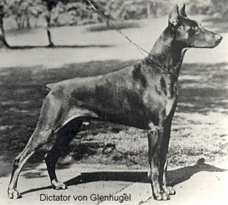 AM CH Dictator v. Glenhugel