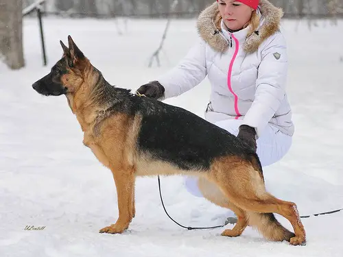 Ilaya vom Haus Stier