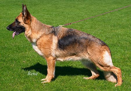 VA 1 DK Dolores vom Fichtenschlag