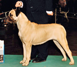 CH Shady Oak Madison's Silver Belle