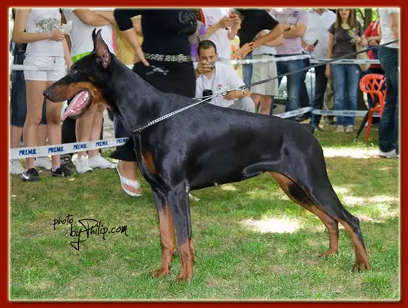 CAC, CACIB Barbwire di Altobello