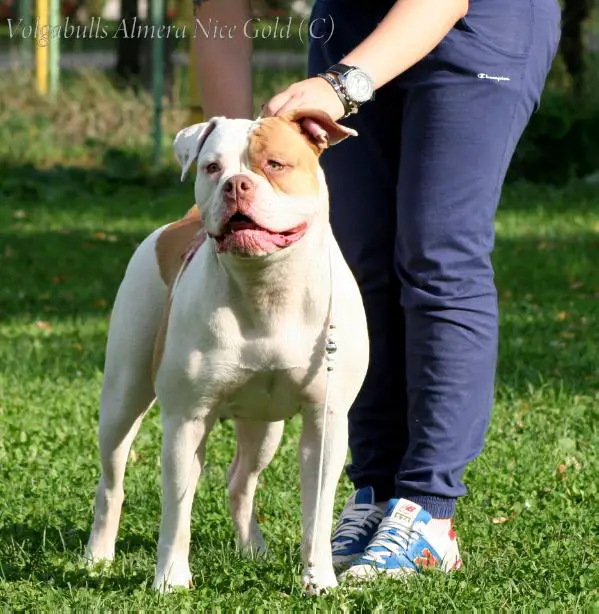 Volgabulls Almera Nice Gold