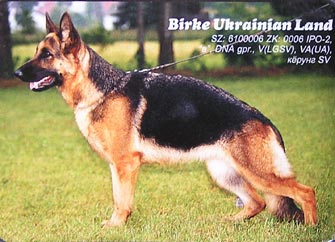 VA (UA) Birke Ukrainian Land