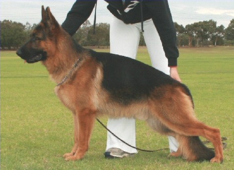 A.CH. WA.SGR'09 EX.1 Lashadas Xhibitionist
