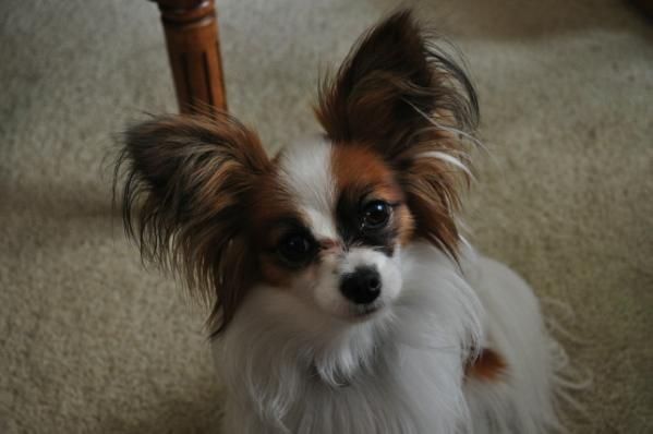 Redbrant's Sophie