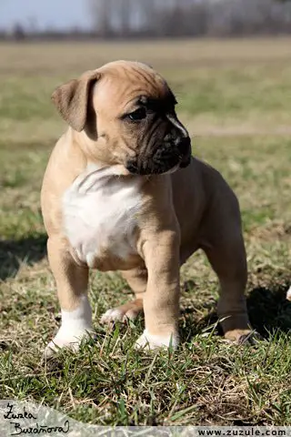 Amazing Ronaldo Pure Gina