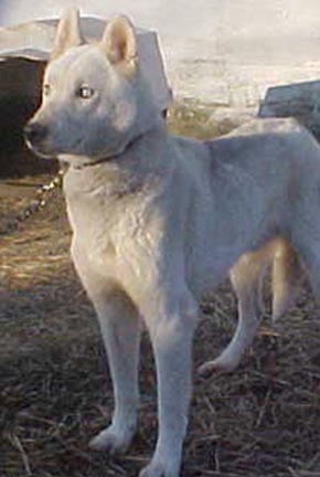 Chatanikas Gremlin 98.42