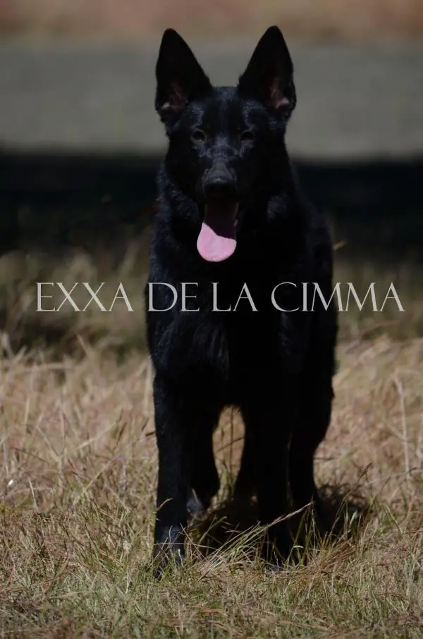 Exxa De La Cimma