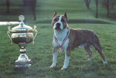 Leader mustang des Cynolégionnaires