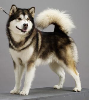 Gwinner Lapema Star De Jungla Negra