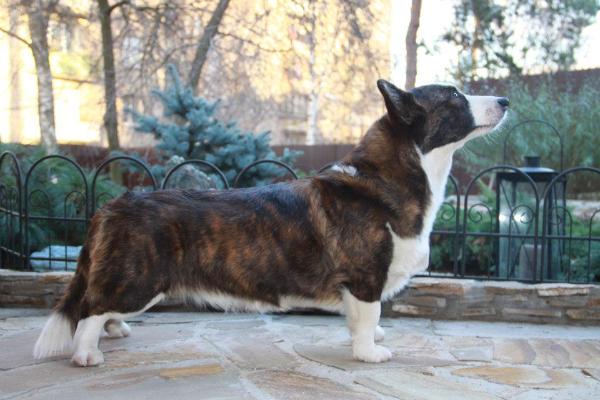 Corgi na Volge AVVA