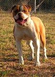 Redline Kennels Duke Mufassa